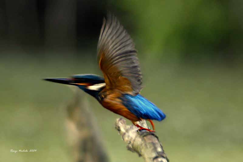 Martin pescatore -  Alcedo atthis